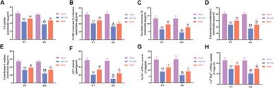 Buyang Huanwu Decoction alleviates cerebral ischemic injury through modulating caveolin-1-mediated mitochondrial quality control